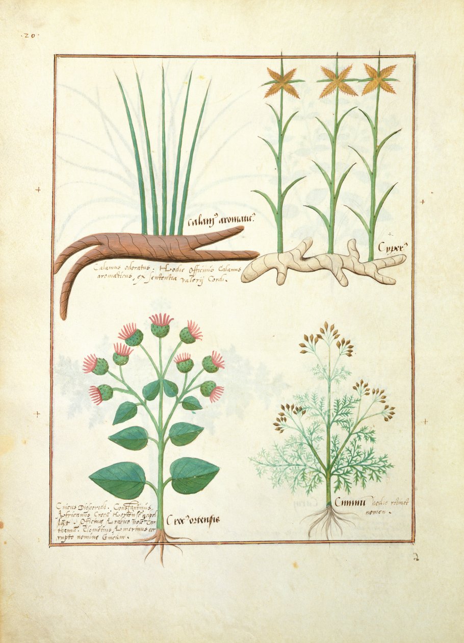 Cyperus、Calamus、Crocus ostensis、Mattheaus Platearius 119v著「The Book of Simple Medicines」のイラスト 作： ロビネット・テスタード