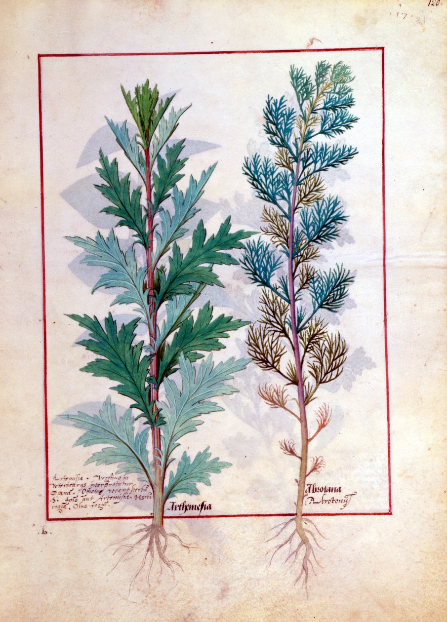アルテメシアの2種類、Mattheaus Platearius 120rによるThe Book of Simple Medicinesのイラスト 作： ロビネット・テスタード