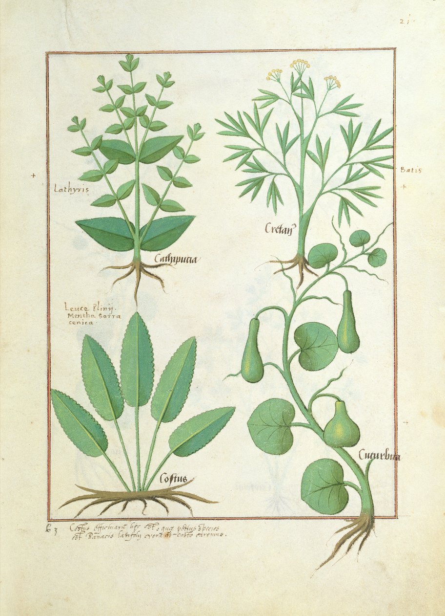 ユーフォルビアラティリス、ビーチワート、ミント、イチジクのイラスト、Mattheaus Platearius 122著「The Book of Simple Medicine」から 作： ロビネット・テスタード