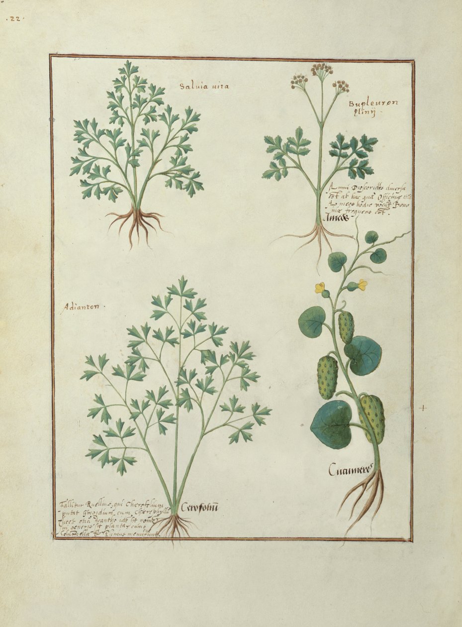 Ms Fr. Fv VI＃1 fol.122v上の行：セージとビュープロム、Mattheaus PlateariusによるThe Book of Simple Medicinesの図（dc1161）c.1470 作： ロビネット・テスタード