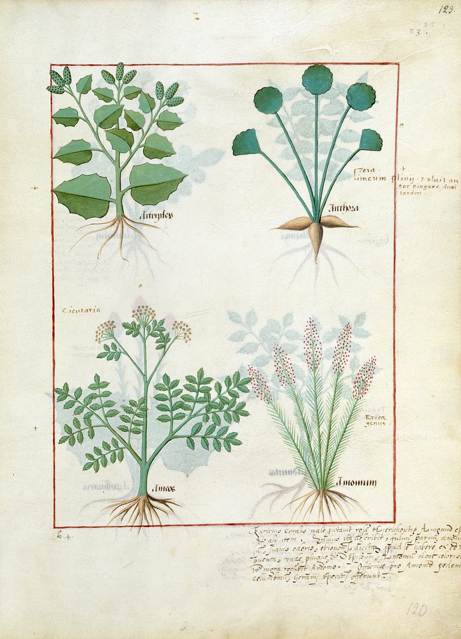 ソルトブッシュとアントラ。下の行：アブサンとカルダモン、Mattheaus Platearius 123rによるThe Simple Book of Medicinesのイラスト 作： ロビネット・テスタード