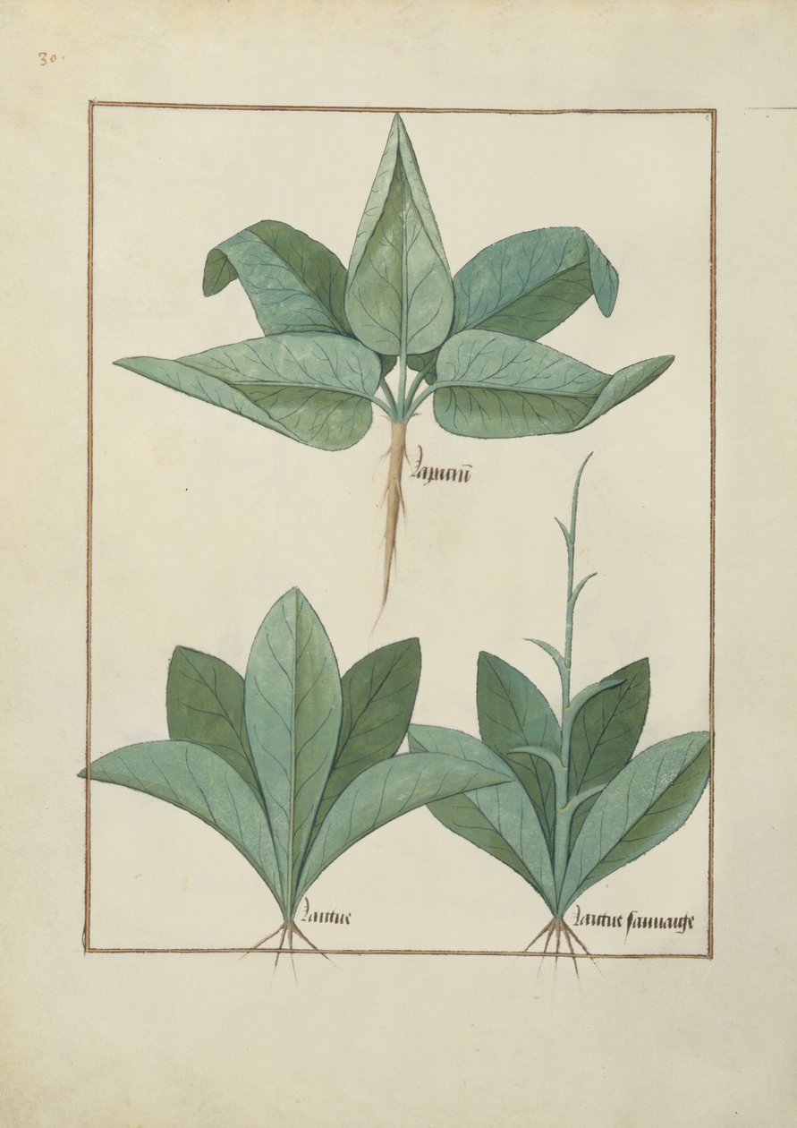 Ms Fr. Fv VI＃1 fol.126v Mattheaus Platearius（dc1161）c.1470による単純な薬の本のイラスト 作： ロビネット・テスタード