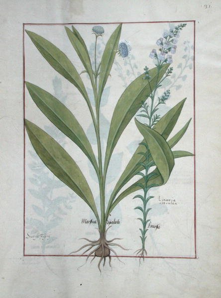 Ms Fr. Fv VI＃1 fol.127r Devils-bit scabious and Toadflax、Illustration of The Book of Simple Medicines、Mattheaus Platearius（dc1161）c.1470 作： ロビネット・テスタード