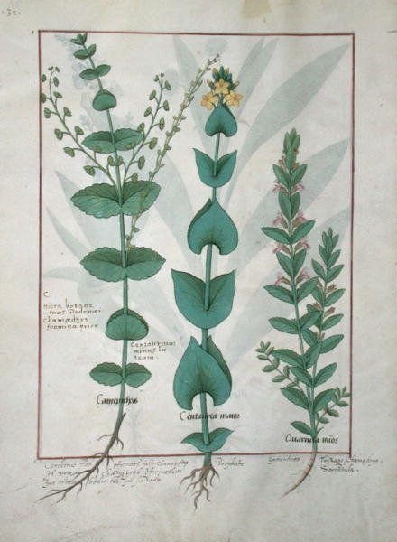 Ms Fr. Fv VI＃1 fol.127v Chamaedrys、Common Centaury、Germander、The Book of Simple Medicinesのイラスト、Mattheaus Platearius（dc1161）c.1470 作： ロビネット・テスタード