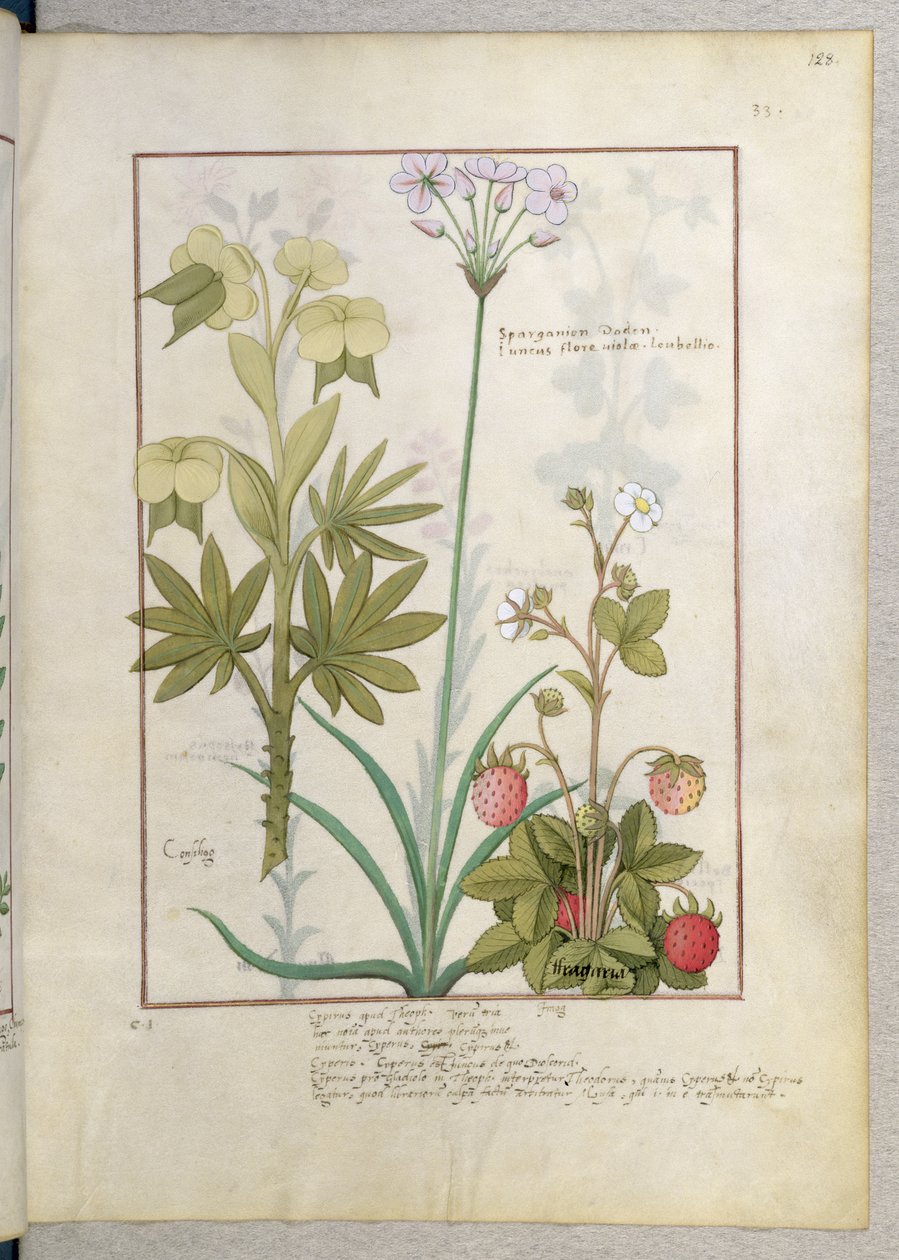 コンシーリゴ、バリード、イチゴ、Mattheaus Platearius 128r著「The Book of Simple Medicines」のイラスト 作： ロビネット・テスタード