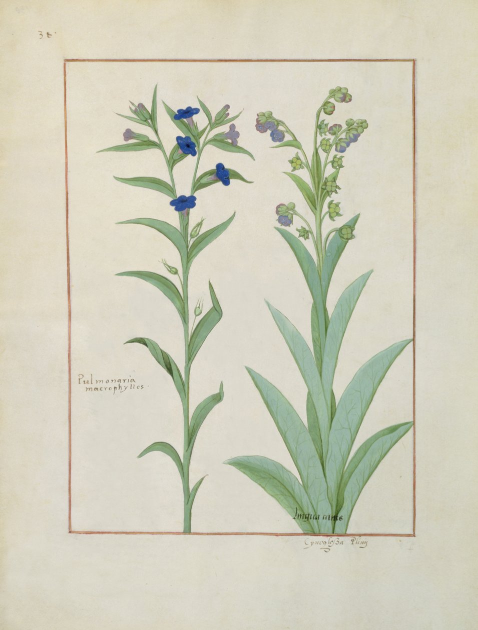 Ms Fr. Fv VI＃1 fol.130v Pulmonaria and Lungwort、The Book of Simple Medicinesのイラスト、Mattheaus Platearius（dc1161）c.1470 作： ロビネット・テスタード