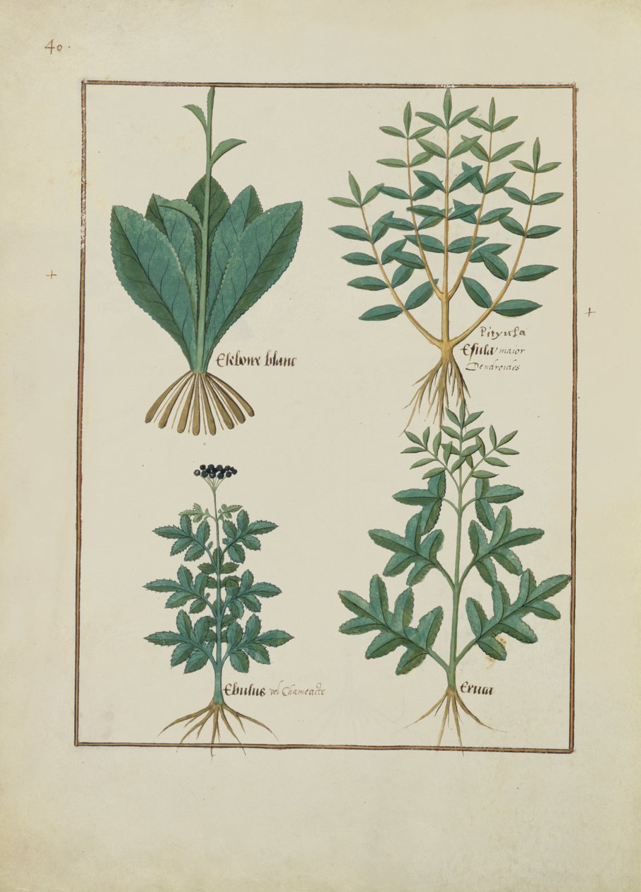 Ms Fr. Fv VI＃1 fol.131v Mattheaus Platearius（dc1161）c.1470による単純な薬の本のイラスト 作： ロビネット・テスタード