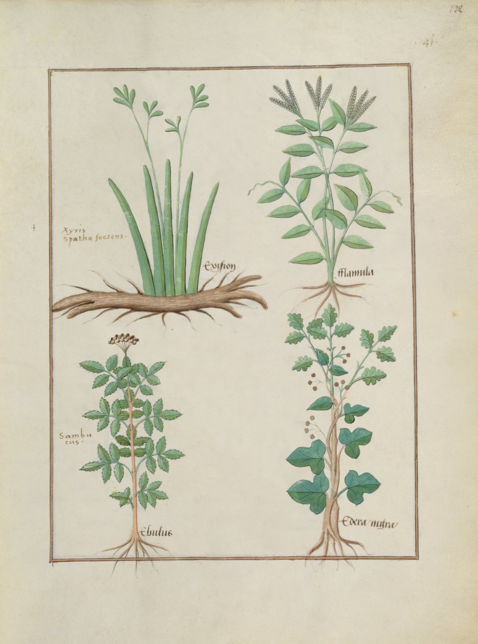 Ms Fr. Fv VI＃1 fol.132r上の行：XyrisとSpearwort。下の列：エルダーベリーとヘデラのコモン、単純な薬の本のイラスト、Mattheaus Platearius（dc1161）c.1470 作： ロビネット・テスタード