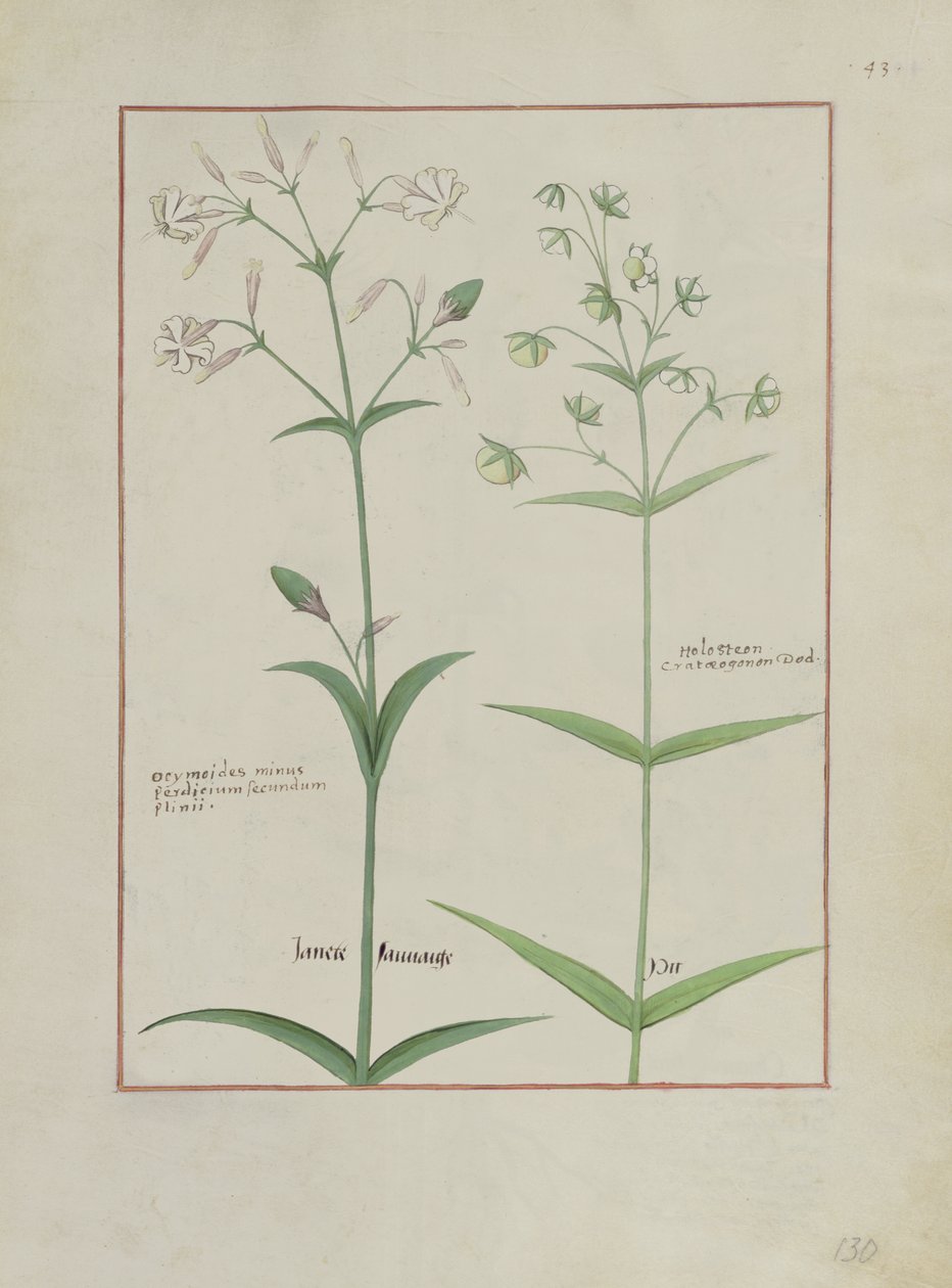 Ms Fr. Fv VI＃1 fol.133v Mattheaus PlateariusによるThe Book of Simple Medicinesのイラスト（dc1161）c.1470 作： ロビネット・テスタード