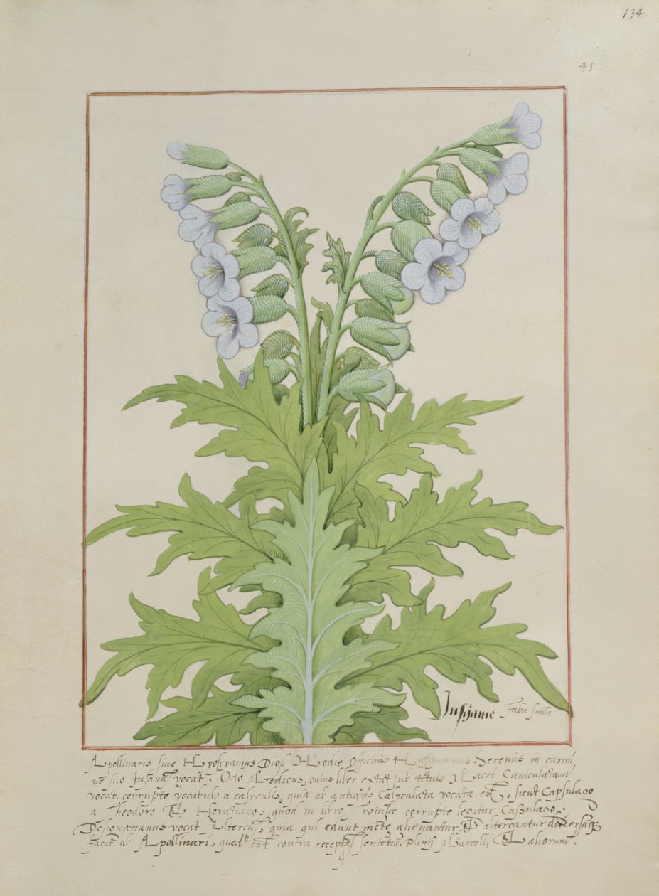 Ms Fr. Fv VI＃1 fol.134r The Book of Simple Medicinesのイラスト; Mattheaus Plateariusによって（dc1161）c.1470 作： ロビネット・テスタード