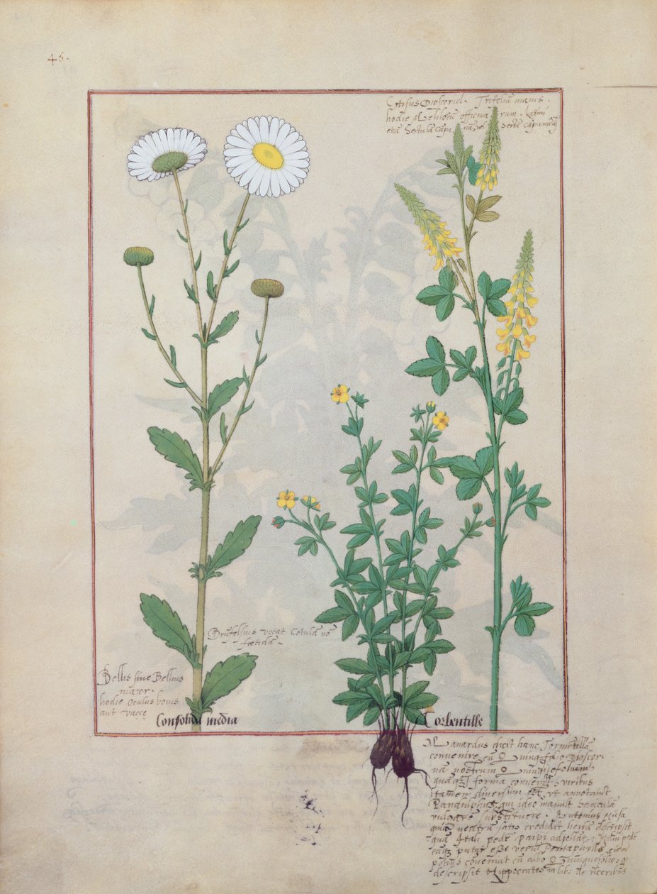 Mattheaus Platearius 134v著「The Book of Simple Medicines」のイラスト 作： ロビネット・テスタード