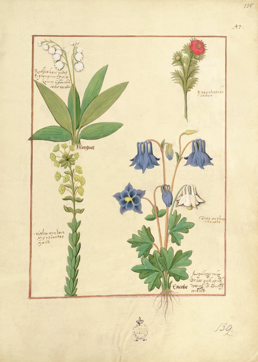 Mattheaus Platearius 135rによる「The Book of Simple Medicines」のイラスト 作： ロビネット・テスタード