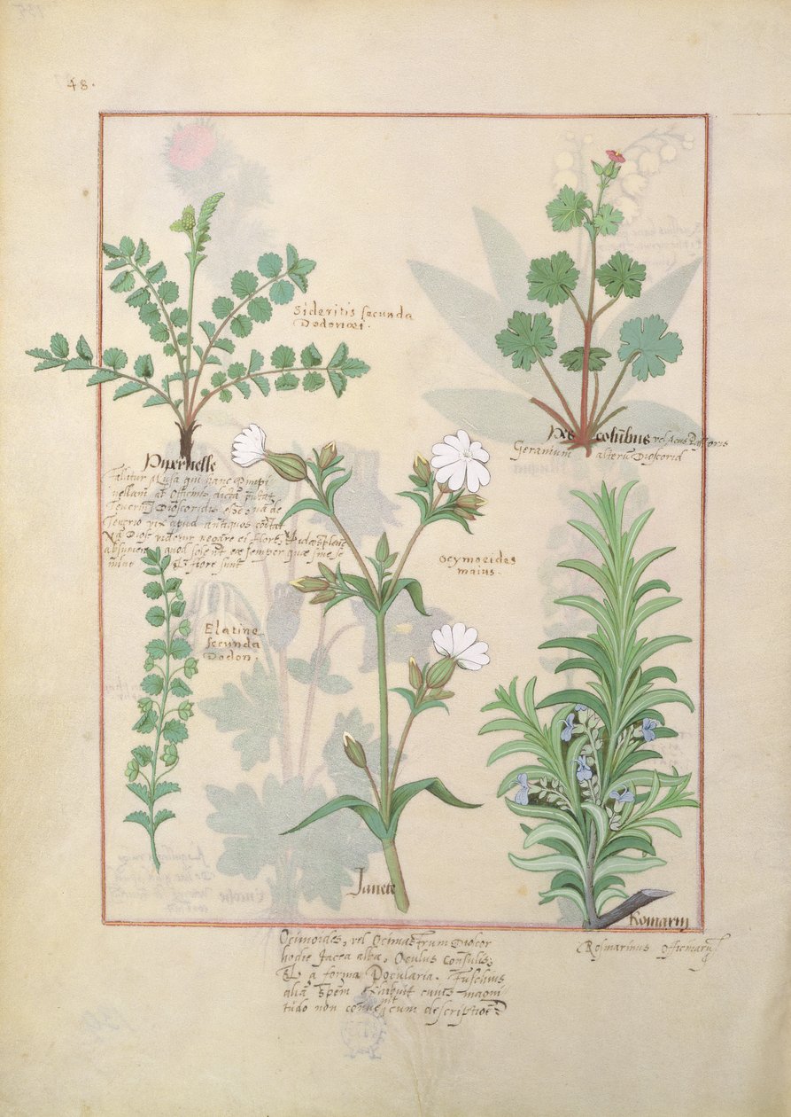 Mattheaus Platearius 135rによる「The Book of Simple Medicines」のイラスト 作： ロビネット・テスタード