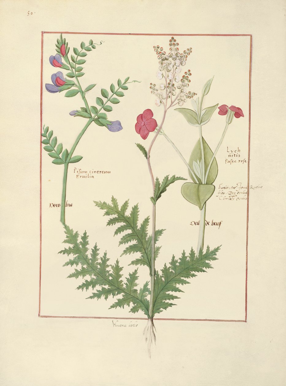 Mattheaus Platearius著 『The Book of Simple Medicines』のイラスト 作： ロビネット・テスタード