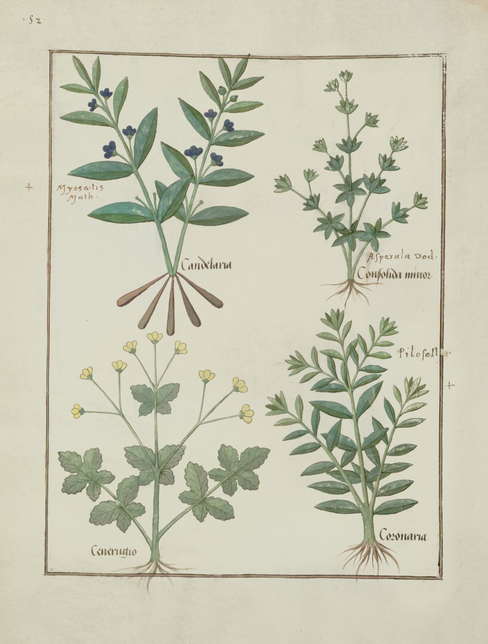 Ms Fr. Fv VI＃1 fol.137v Mattheaus Platearius（dc1161）c.1470による単純な薬の本のイラスト 作： ロビネット・テスタード