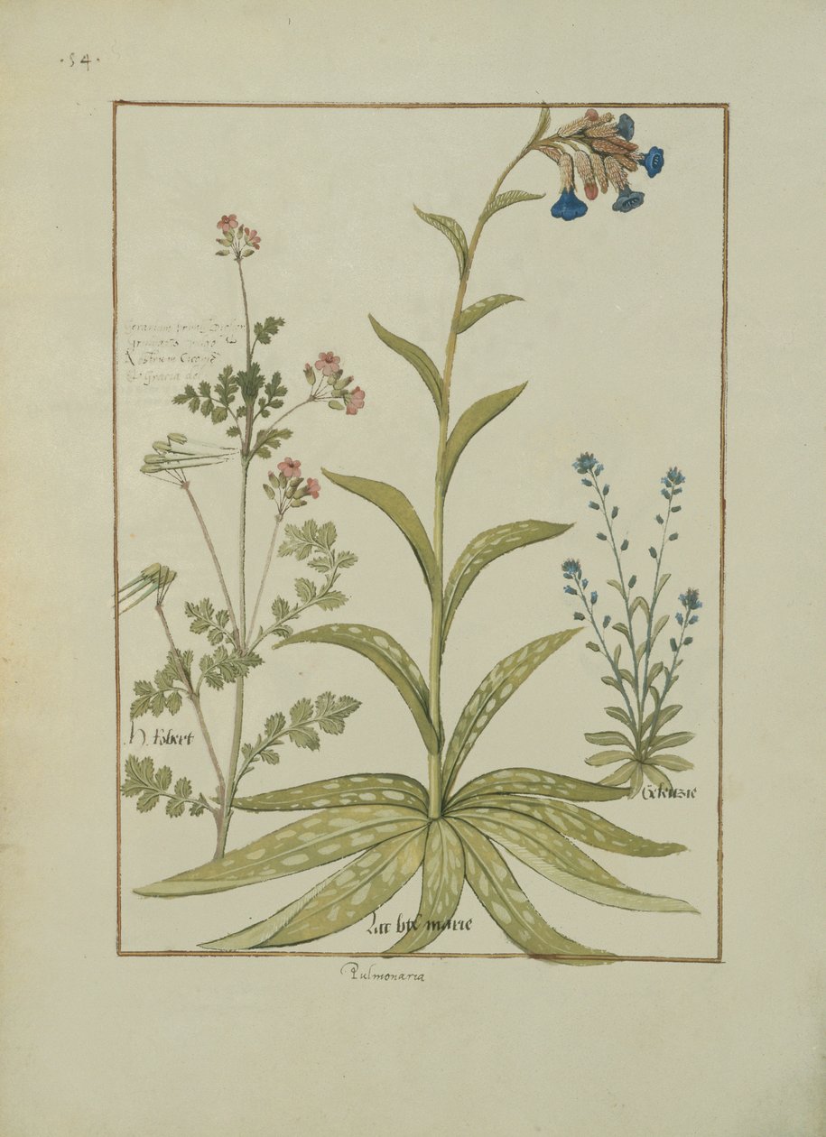 Ms Fr. Fv VI＃1 fol.138v Lungwort and Geranium、Illustration from the Book of Simple Medicines by Mattheaus Platearius（dc1161）c.1470 作： ロビネット・テスタード