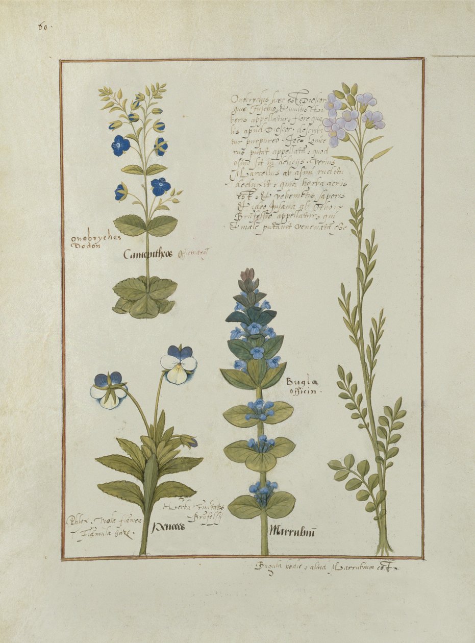 Ms Fr. Fv VI＃1 fol.141v Mattheaus Platearius（dc1161）c.1470による単純な薬の本のイラスト 作： ロビネット・テスタード