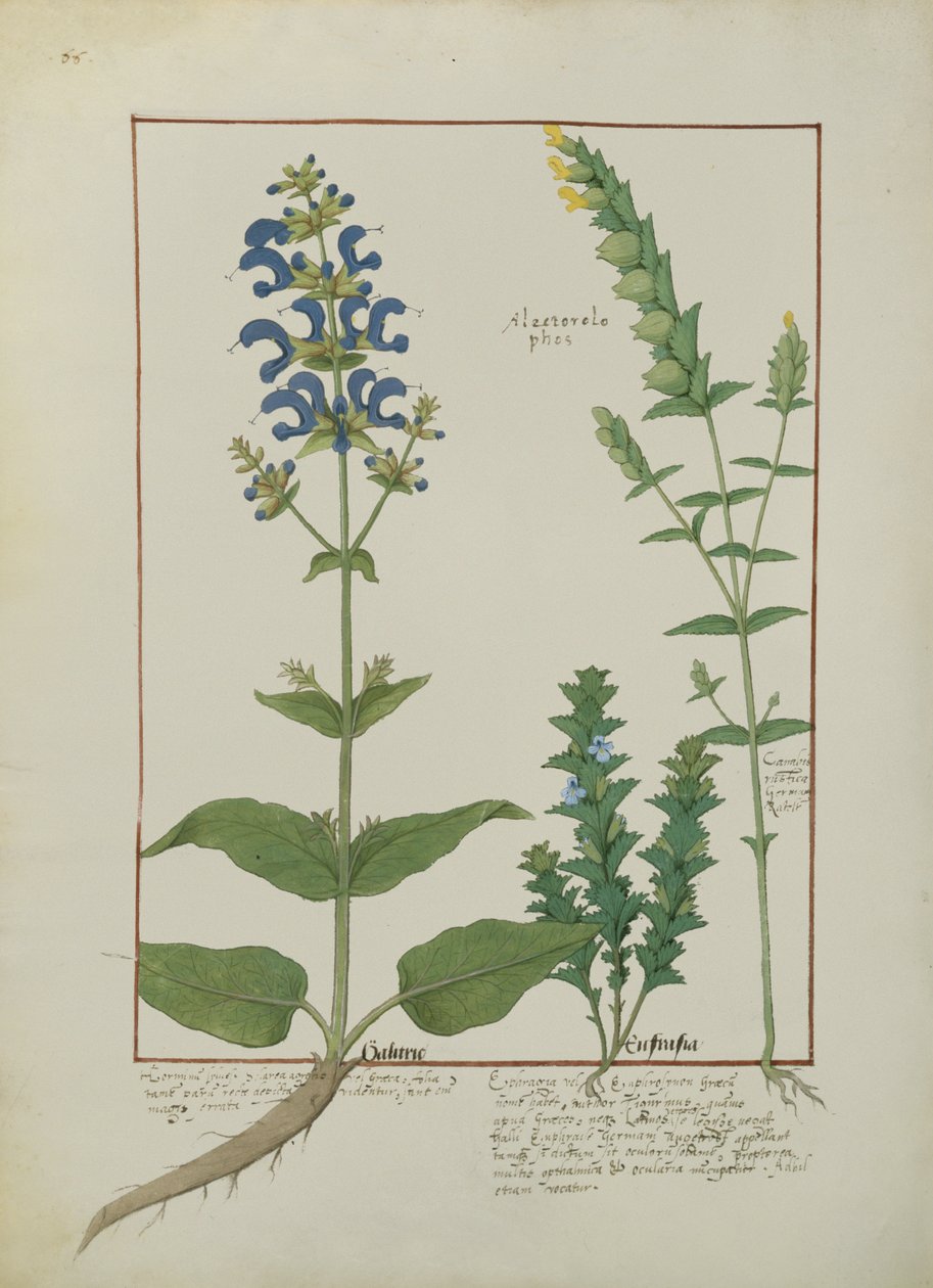Ms Fr. Fv VI＃1 fol.144v Mattheaus Plateariusによる単純な薬の本のイラスト（dc1161）c.1470 作： ロビネット・テスタード