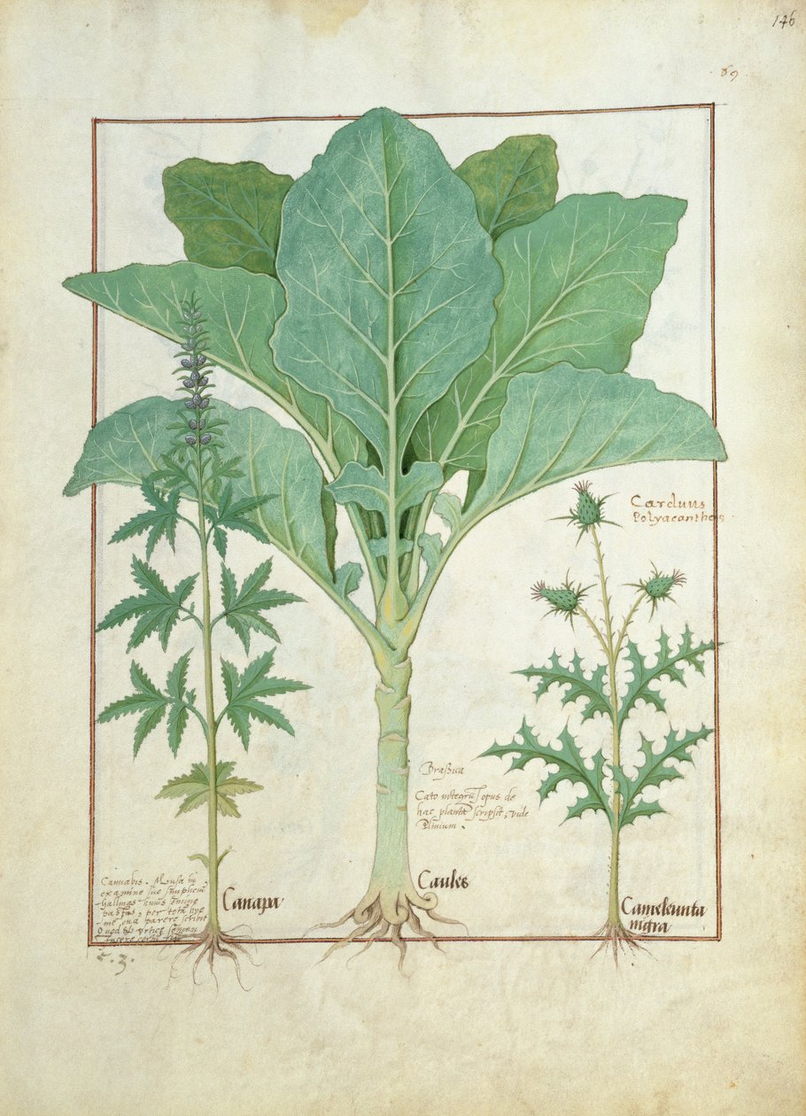 大麻、アブラナ、アザミ、Mattheaus Platearius 145による単純な薬の本のイラスト 作： ロビネット・テスタード