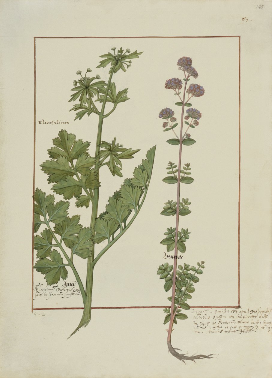 Ms Fr. Fv VI＃1 fol.145r Mattheaus Platearius（dc1161）c.1470による単純な薬の本のイラスト 作： ロビネット・テスタード