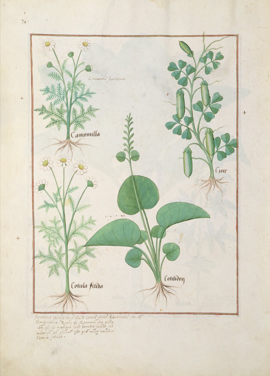 Mattheaus Platearius 146によるThe Book of Simple Medicinesのカモミール（左上）とキュウリ（右）のイラスト 作： ロビネット・テスタード