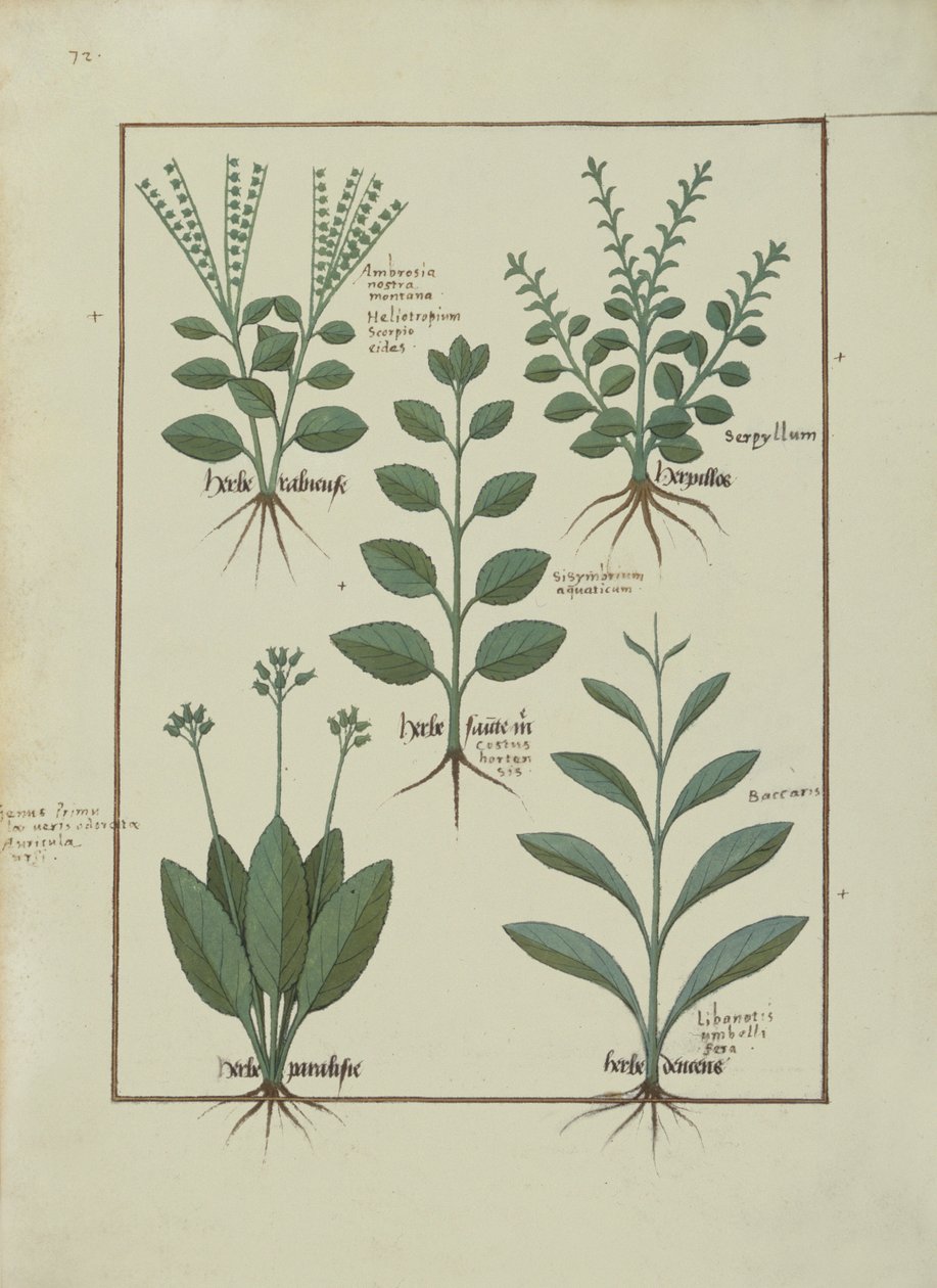 Ms Fr. Fv VI＃1 fol.147v Mattheaus PlateariusによるThe Book of Simple Medicines（dc1161）c.1470のイラスト 作： ロビネット・テスタード