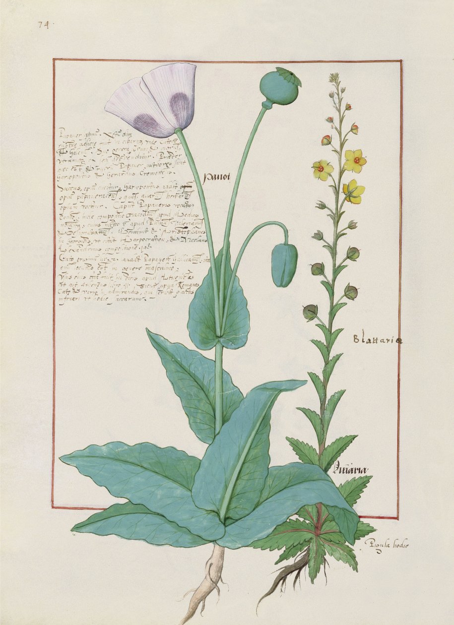 ポピーとフィグワート、Mattheaus Platearius 148v著「The Book of Simple Medicines」のイラスト 作： ロビネット・テスタード