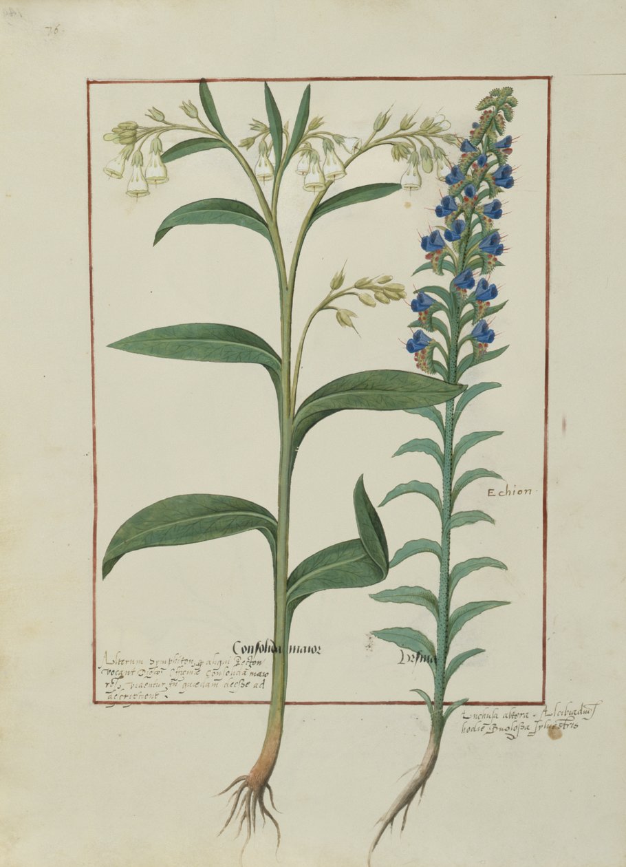 Ms Fr. Fv VI＃1 fol.149v Mattheaus Platearius（dc1161）c.1470による単純な薬の本のイラスト 作： ロビネット・テスタード