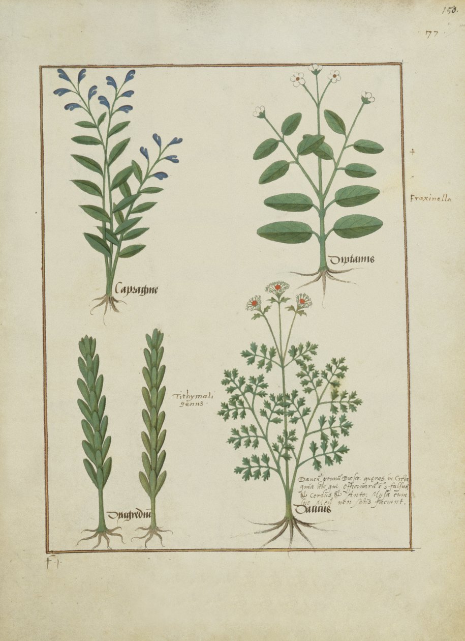 Ms Fr. Fv VI＃1 fol.150r Mattheaus Plateariusによる単純な薬の本のイラスト（dc1161）c.1470 作： ロビネット・テスタード