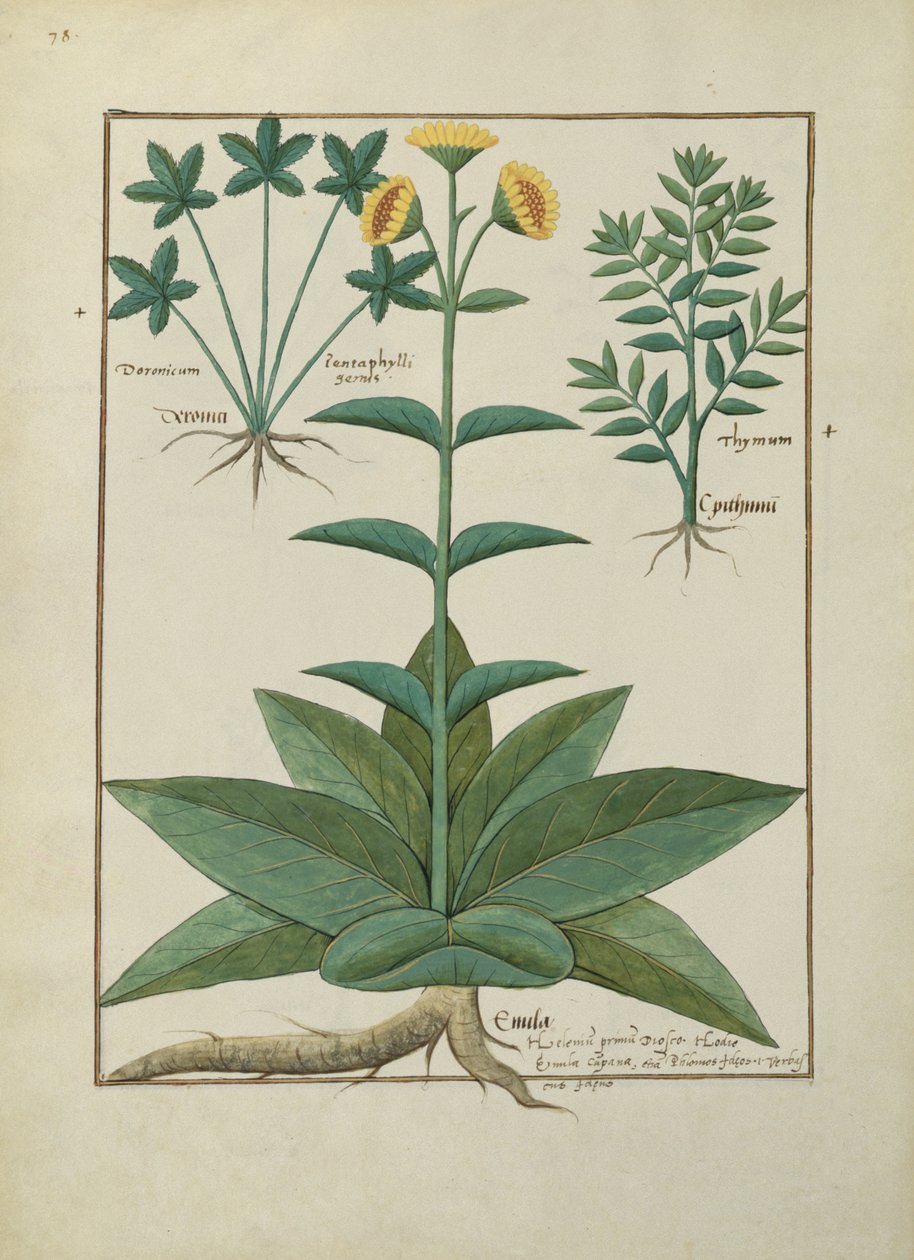 Ms Fr. Fv VI＃1 fol.150v Mattheaus Platearius（dc1161）c.1470による単純な薬の本のイラスト 作： ロビネット・テスタード