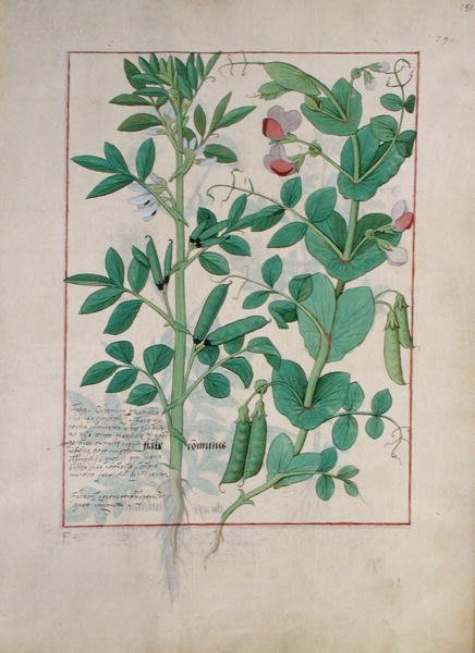Ms Fr. Fv VI＃1 fol.151r Mattheaus Platearius（dc1161）c.1470による単純な薬の本のイラスト 作： ロビネット・テスタード