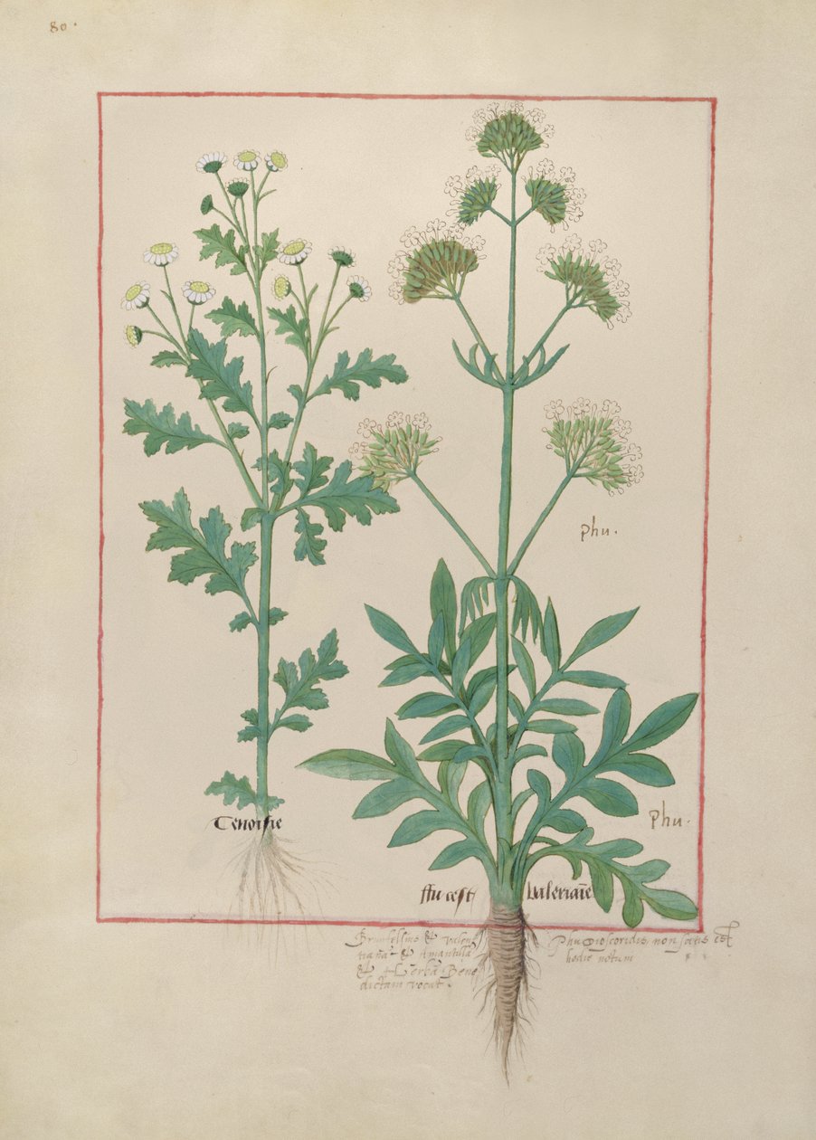 Ms Fr. Fv VI＃1 fol.151v Mattheaus Platearius（dc1161）c.1470による単純な薬の本のイラスト 作： ロビネット・テスタード