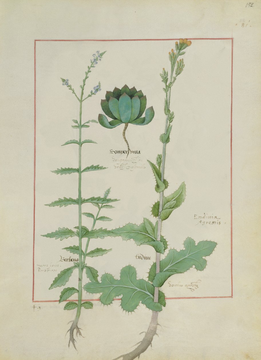 Ms Fr. Fv VI＃1 fol.152r Mattheaus Platearius（dc1161）c.1470による単純な薬の本のイラスト 作： ロビネット・テスタード