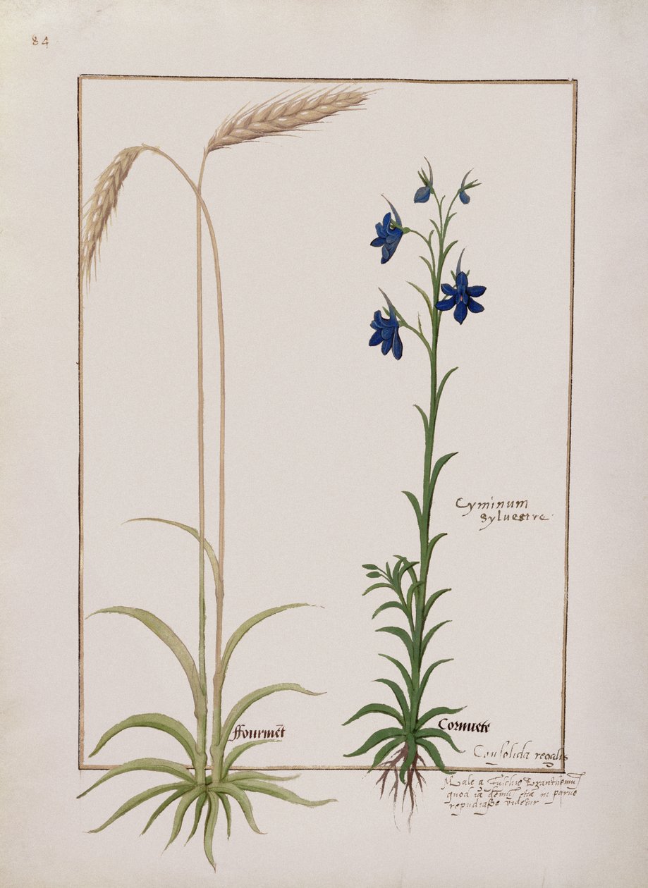 Ms Fr. Fv VI＃1 fol.153vトウモロコシの耳とシルミストシルベストル、Mattheaus Plateariusによる単純な医学の本のイラスト（dc1161）c.1470 作： ロビネット・テスタード