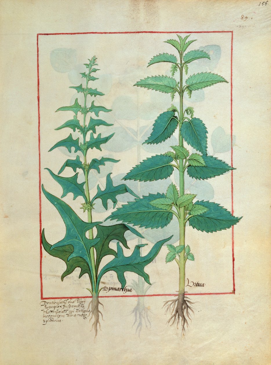 Mattheaus Platearius 156による簡単な薬の本からのイラクサ科（イラクサ科）イラスト 作： ロビネット・テスタード