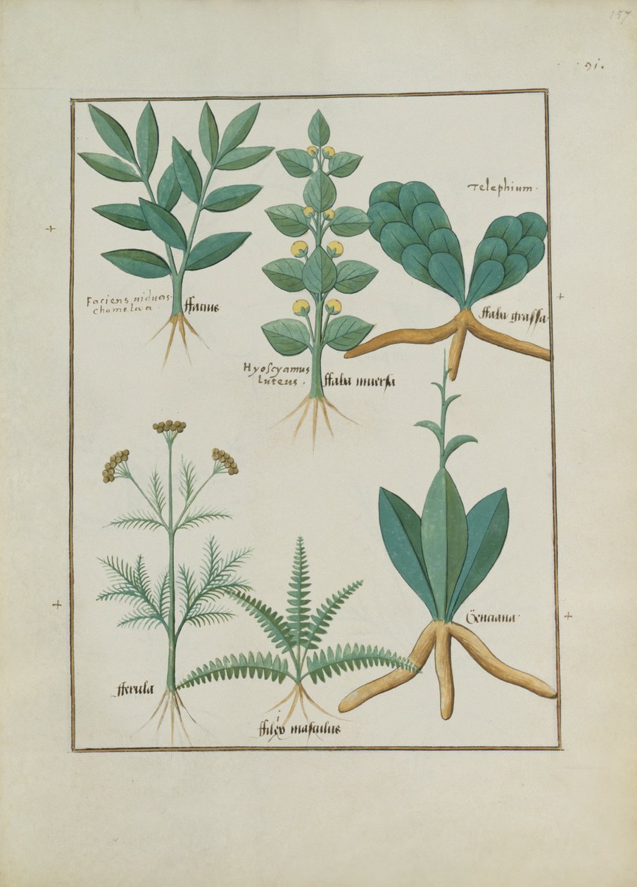 Ms Fr. Fv VI＃1 fol.157rシダと低木、Mattheaus Platearius（dc1161）c.1470による単純な薬の本のイラスト 作： ロビネット・テスタード