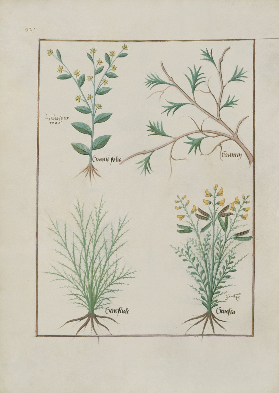 Ms Fr. Fv VI＃1 fol.157v Mattheaus Platearius（dc1161）c.1470による単純な薬の本のイラスト 作： ロビネット・テスタード