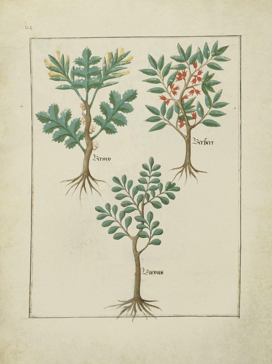 Ms Fr. Fv VI＃1 fol.163v Mattheaus Platearius（dc1161）c.1470による単純な薬の本のイラスト 作： ロビネット・テスタード
