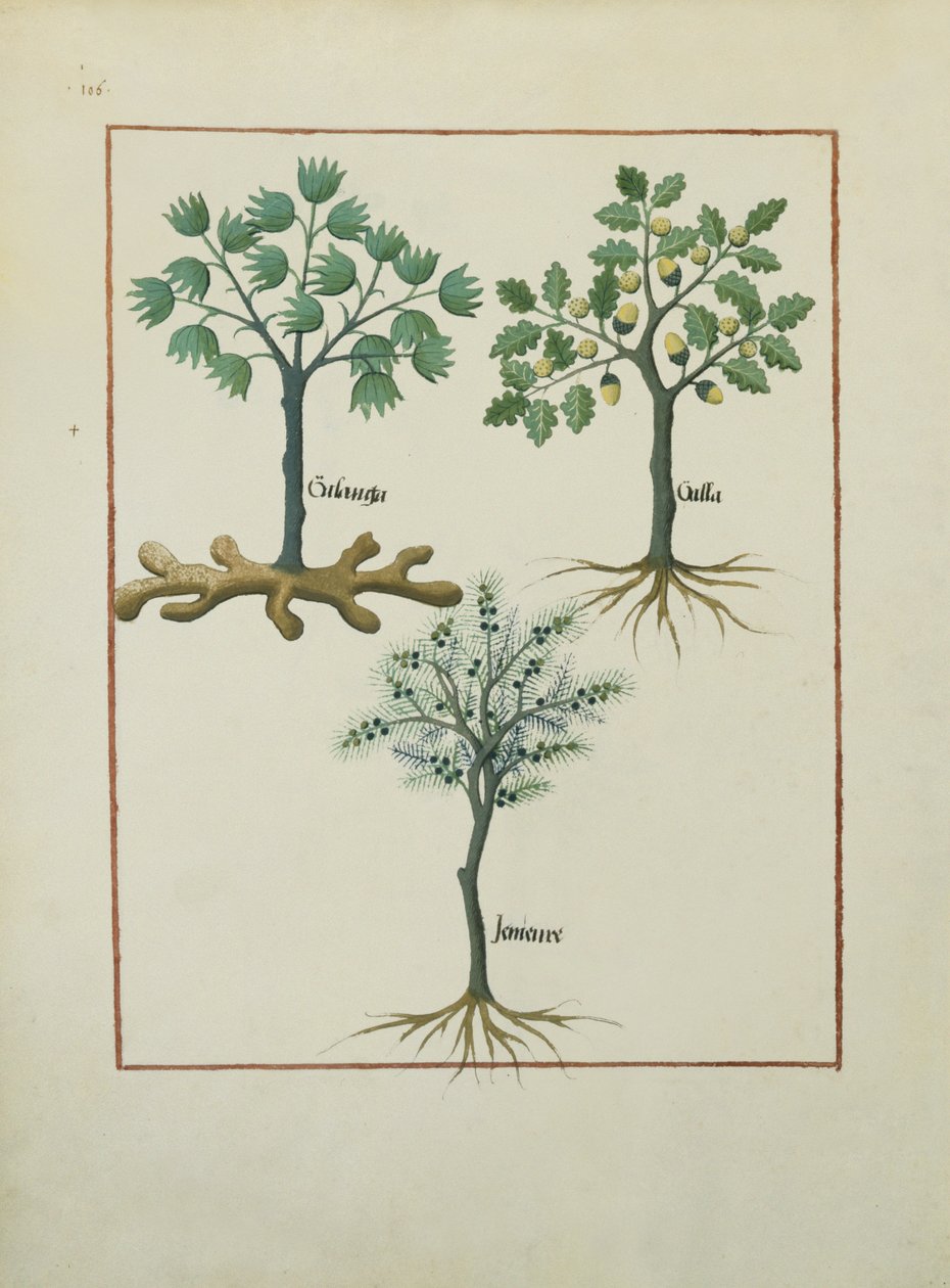 Ms Fr. Fv VI＃1 fol.164v Mattheaus Platearius（dc1161）c.1470による単純な薬の本のイラスト 作： ロビネット・テスタード