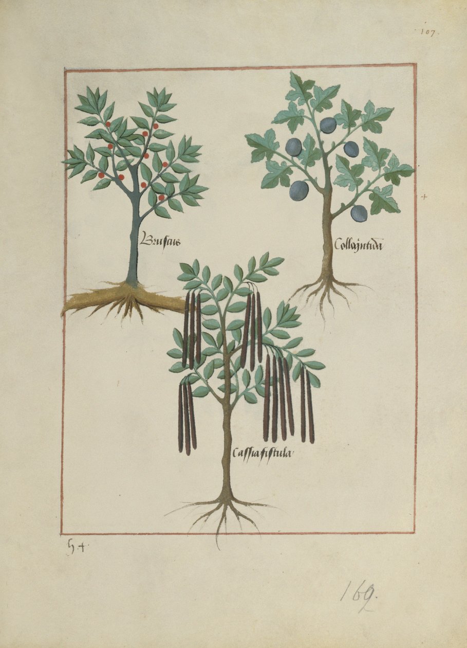 Ms Fr. Fv VI＃1 fol.165r Mattheaus Platearius（dc1161）c.1470による単純な薬の本のイラスト 作： ロビネット・テスタード