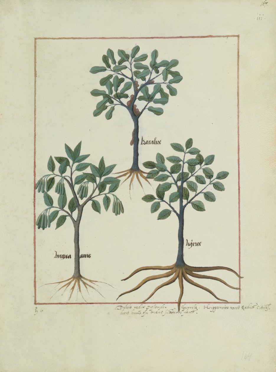 Ms Fr. Fv VI＃1 fol.167r Mattheaus Platearius（dc1161）c.1470による単純な薬の本のイラスト 作： ロビネット・テスタード
