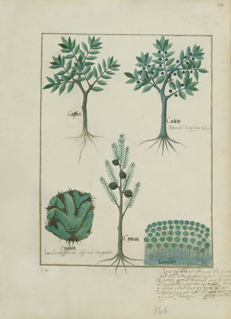 Ms Fr. Fv VI＃1 fol.169r Mattheaus Plateariusによる単純な医学の本のイラスト（dc1161）c.1470 作： ロビネット・テスタード