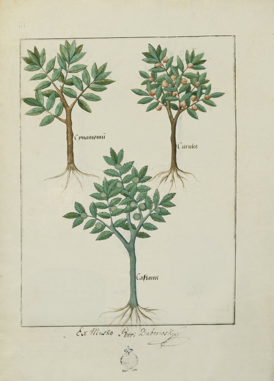 Ms Fr. Fv VI＃1 fol.169v Mattheaus Platearius（dc1161）c.1470による単純な薬の本のイラスト 作： ロビネット・テスタード