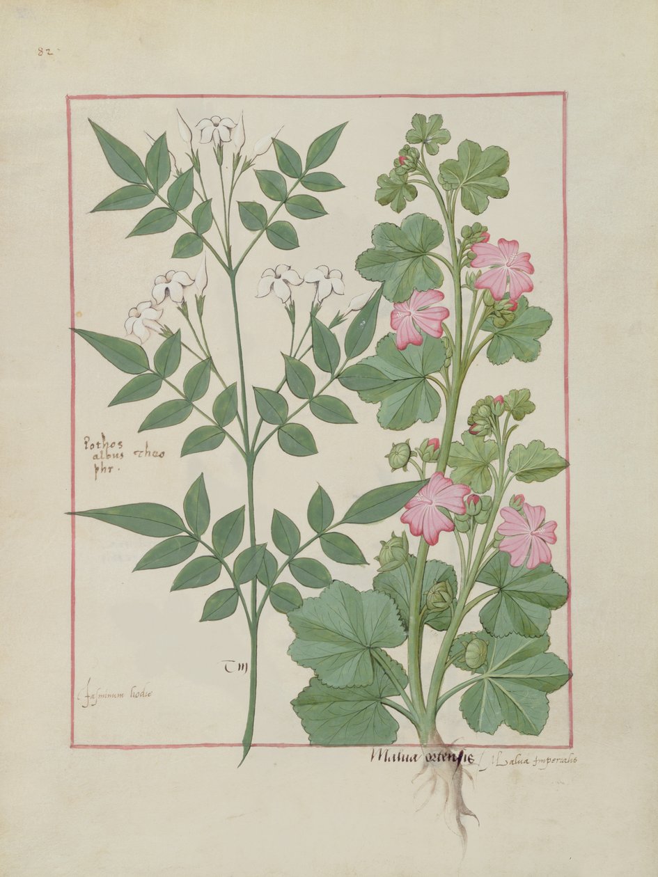 Ms Fr. Fv VI＃1 fol.v132 Mattheaus Platearius（dc1161）c.1470による単純な薬の本のイラスト 作： ロビネット・テスタード