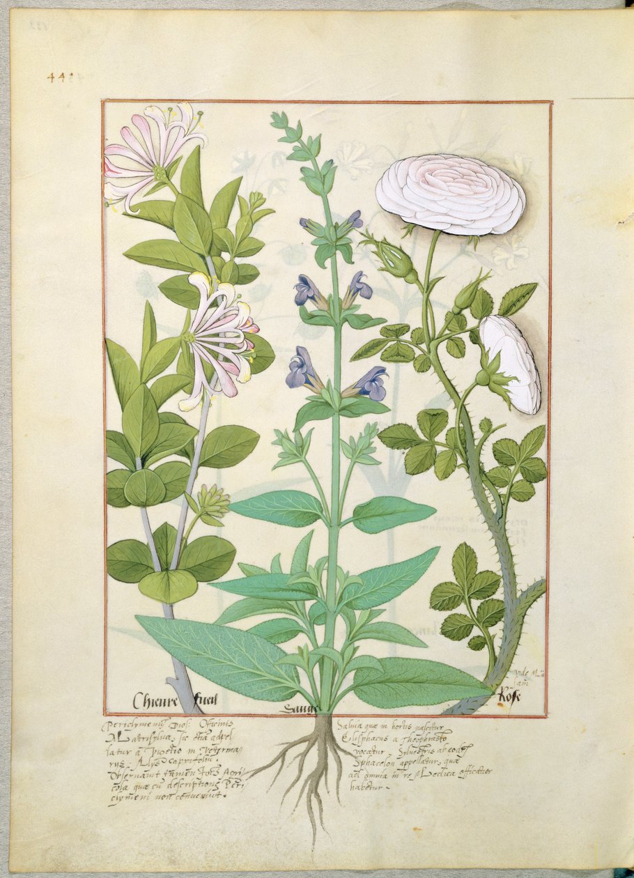 スイカズラ、セージ、ローズ、イラスト：Mattheaus Platearius 133v著「The Book of Simple Medicines」 作： ロビネット・テスタード