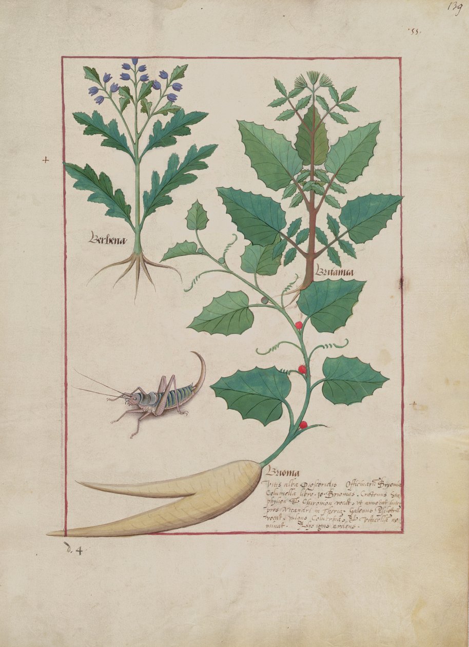 Ms Fr. Fv VI＃1 fol.139r Mattheaus Platearius（dc1161）c.1470による単純な薬の本のイラスト 作： ロビネット・テスタード