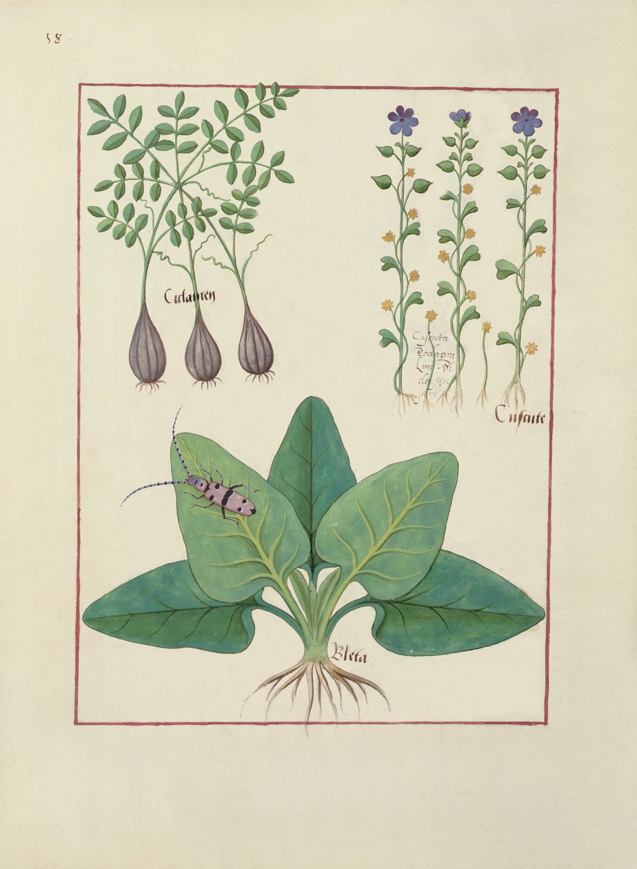 Ms Fr. Fv VI＃1 fol。 Mattheaus Platearius（dc1161）c.1470による単純な薬の本のイラスト 作： ロビネット・テスタード