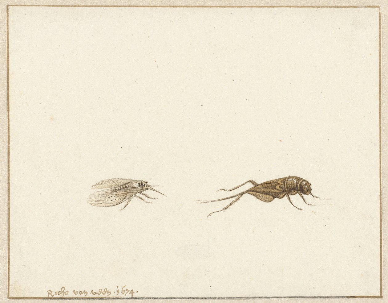 2 つの昆虫 作： Rochus van Veen