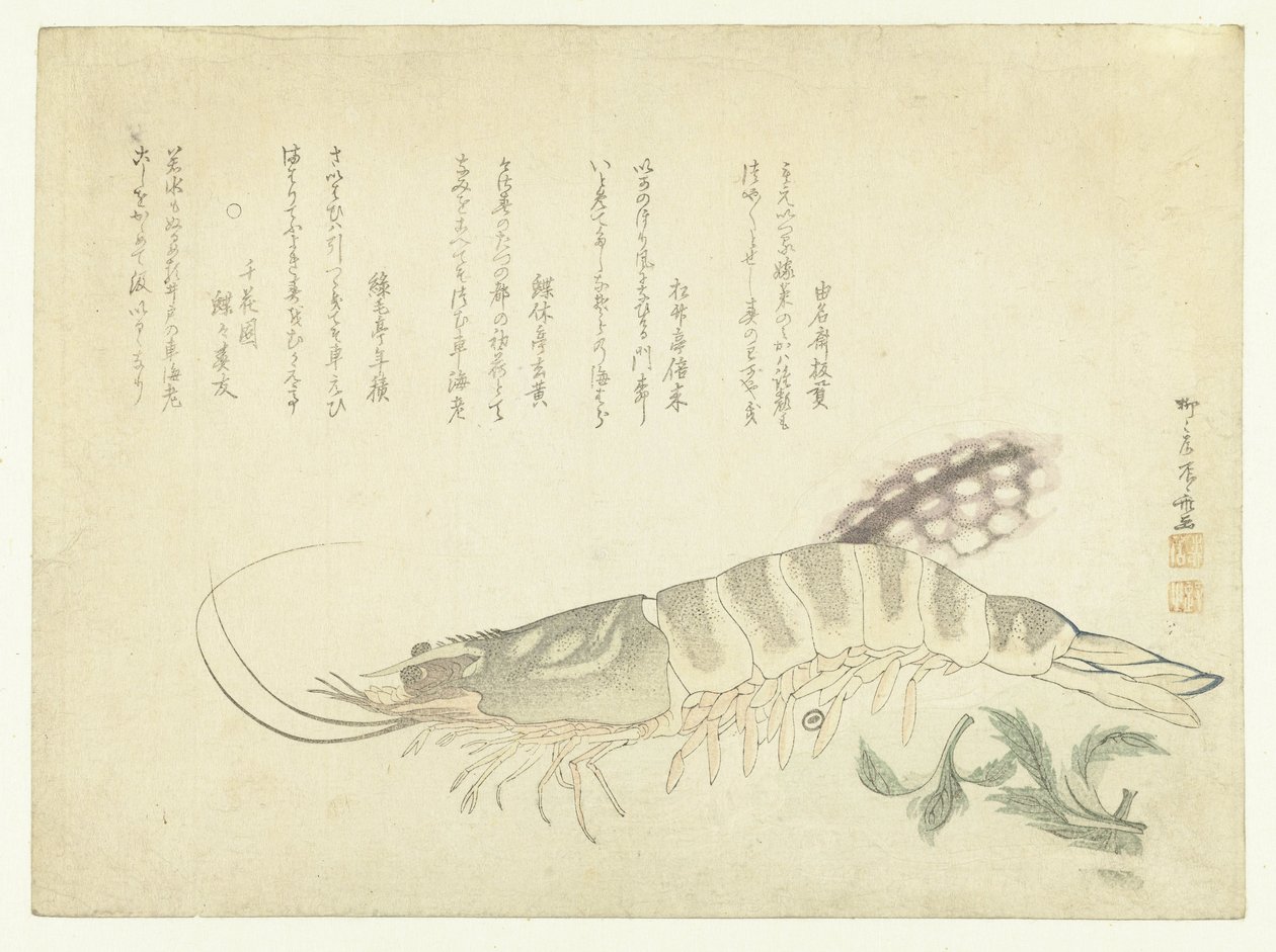 ザリガニとイカ 作： 流竜峡心斎