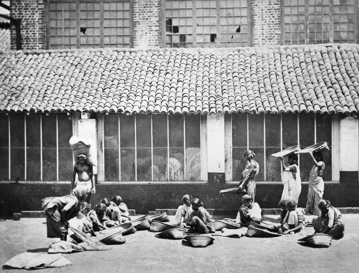 コーヒーの洗浄と選別、コロンボ、1870 作： S.とシェパード、C。ボーン